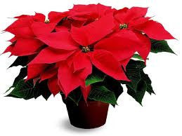 Donate for a Christmas Poinsettia Memorial